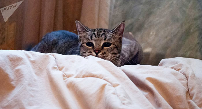 ����˹��µ�����ѧ�����Ƴ�è����֢���򹤳�����