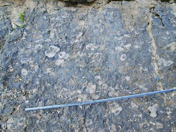 仲巴县扎布耶剖面,大块灰岩表面的固着蛤化石