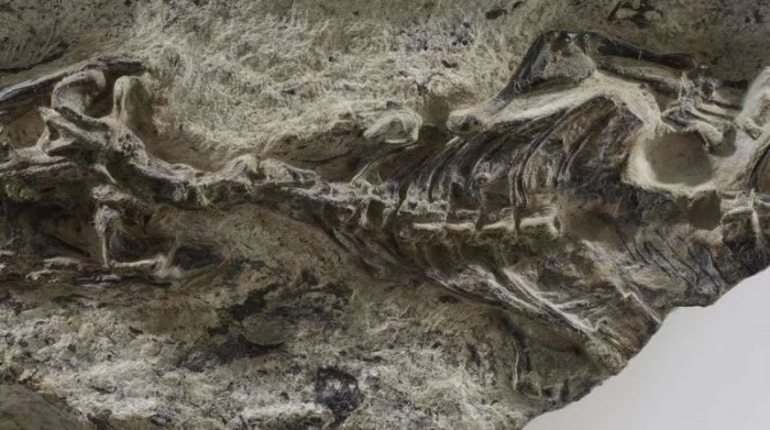 意大利发现世界上最古老的蜥蜴化石Megachirella wachtleri 生活在距今2.4亿年前