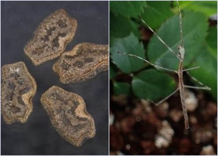 部分竹节虫卵(左图)可在鸟类的消化系统中存活,并随鸟粪排出体外及成功孵化。