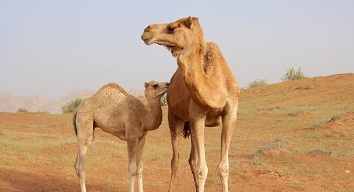 ��������������������2018�����������ж�����ϵͳ�ۺ�����״����(MERS��״����)