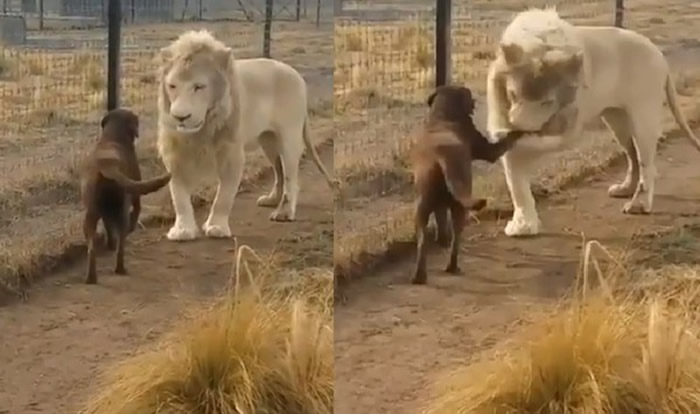 白狮子主动跟狗狗握手 还偷偷亲一口