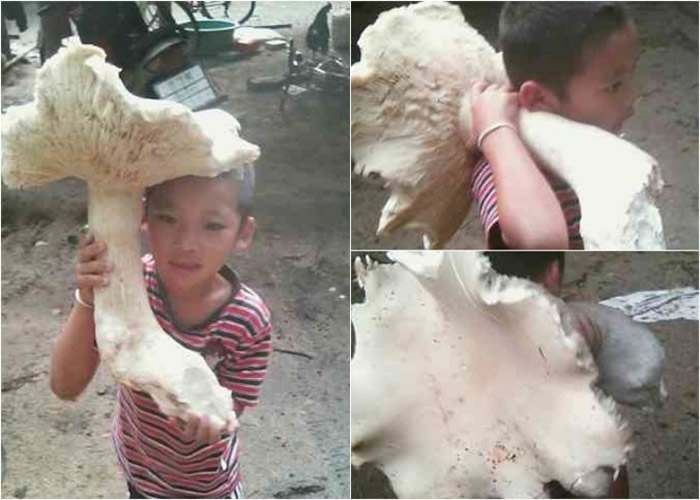 ̩���������趺�ش�����һ����ɡ��С��Ģ�� ζ�������缦��