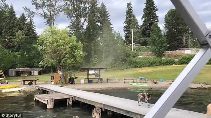 美国华盛顿瑟马米什湖“尘卷风”来袭吓坏小狗