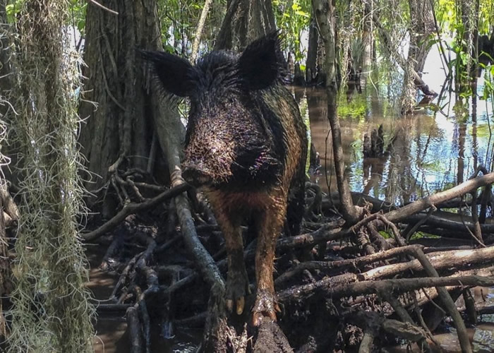 一名马来西亚男子遭友人误当成野猪。