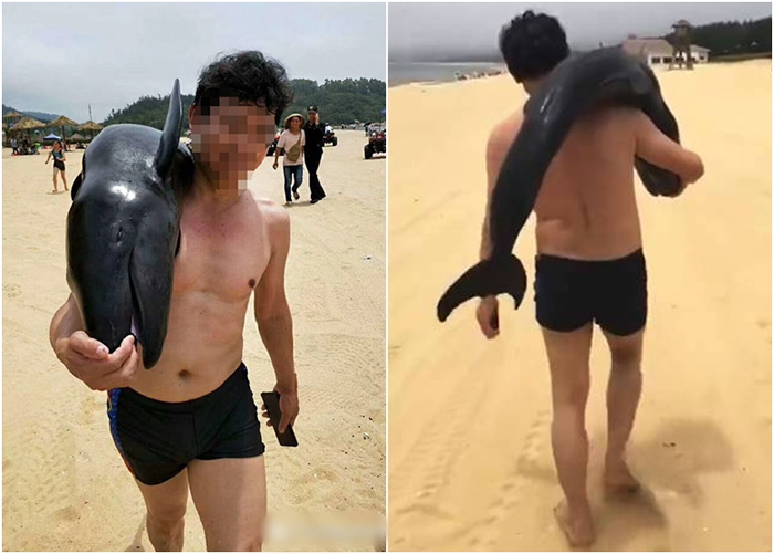 江西男子在广东阳江抬走伪虎鲸幼崽尸体被立案侦查