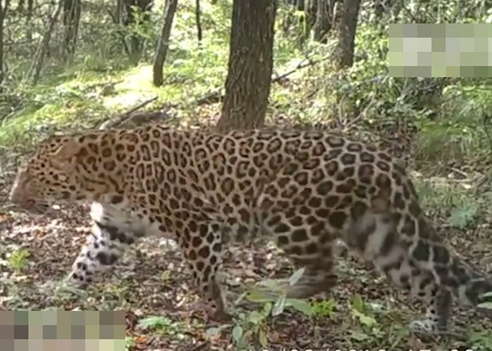 经长期监测后,延安的子午岭林区发现延今最大的华北豹野生种群。