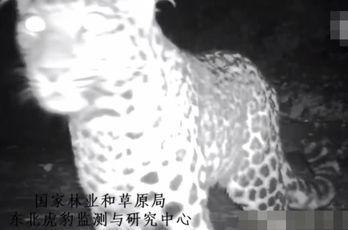 红外线触发相机网络等器材拍下华北豹在夜间出活的景象。