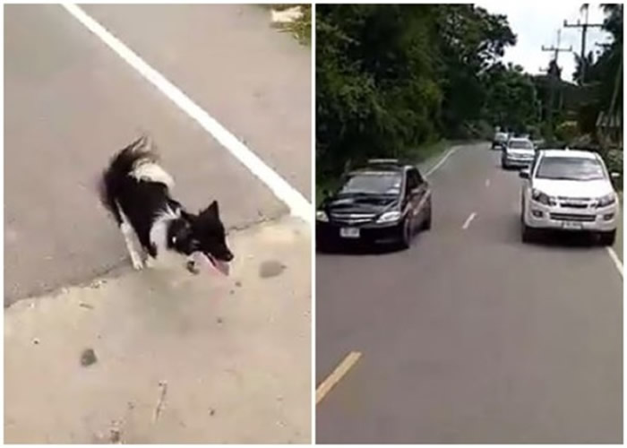 泰国忠犬追灵车送别主人感动无数网民