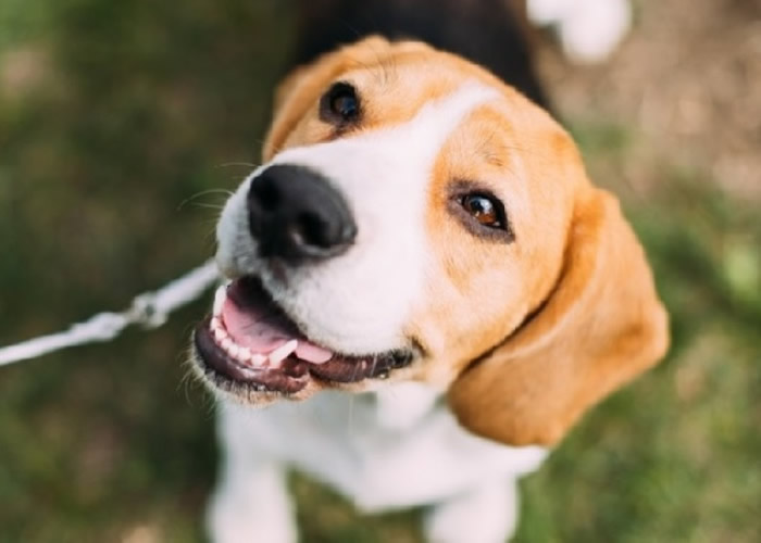 ����ָ�������������в���H1N1�Ļ����Ѵ�������ֻ���ϡ�