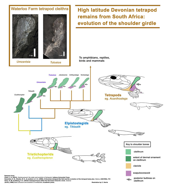 南非极地附近发现3.5亿年前远古四足动物化石:Tutusius umlambo和Umzantsia amazana
