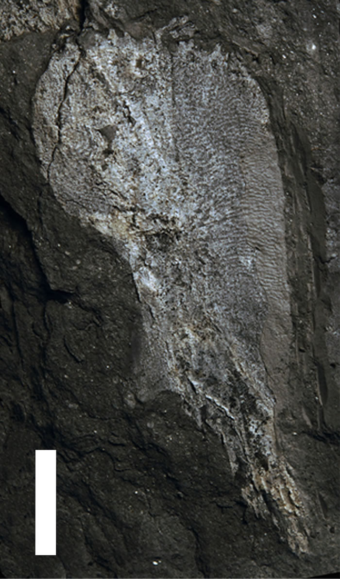 Umzantsia amazana化石