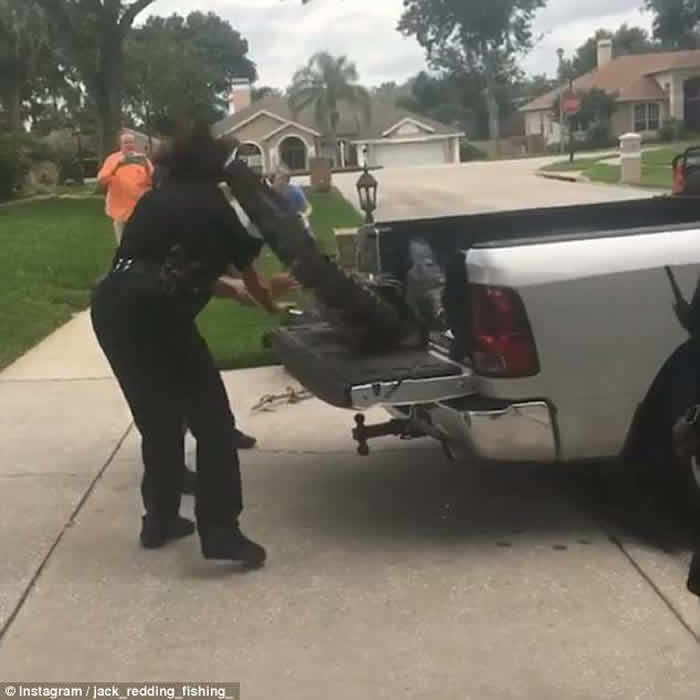 美国佛罗里达州鳄鱼不服被捕打昏警察