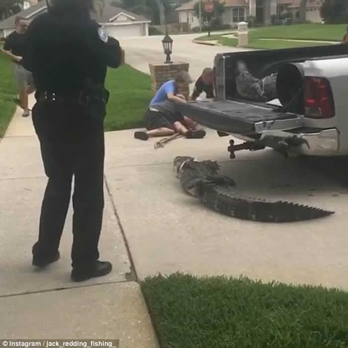 美国佛罗里达州鳄鱼不服被捕打昏警察