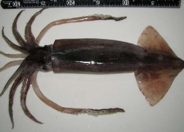 ��ѧ���޷��������������ľ�����ν���Ůʿ���С�