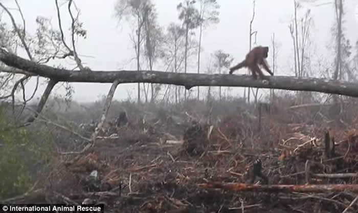 国际动物救援组织:印尼雨林红毛猩猩为保卫家园冲向挖土机却跌落在地