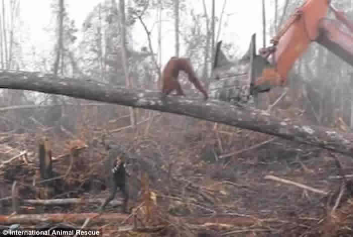 国际动物救援组织:印尼雨林红毛猩猩为保卫家园冲向挖土机却跌落在地