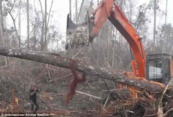 国际动物救援组织:印尼雨林红毛猩猩为保卫家园冲向挖土机却跌落在地