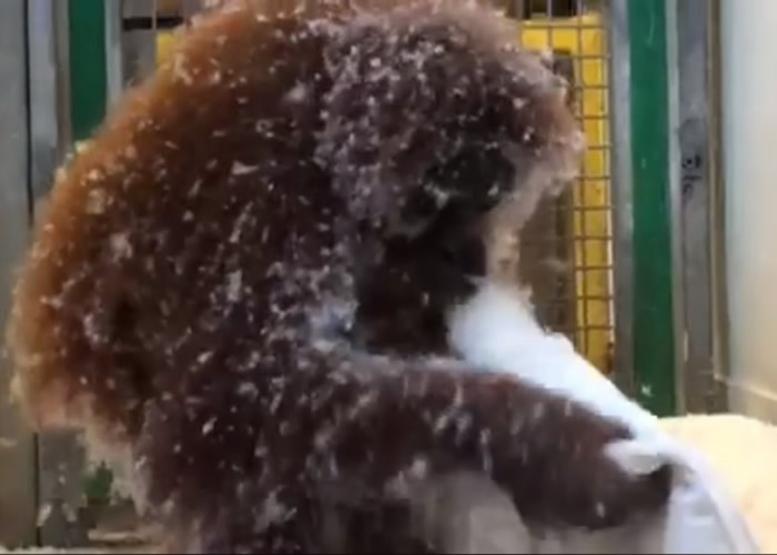 梅纳里对羽绒被感到好奇。