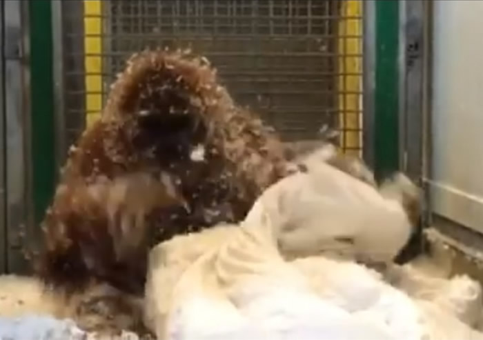 还把它撕开用羽毛筑新巢。