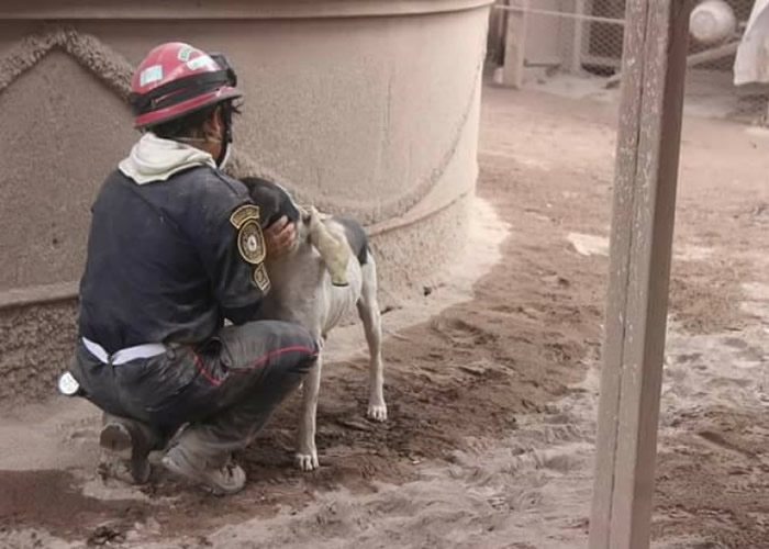 救援人员以拥抱安慰小狗。