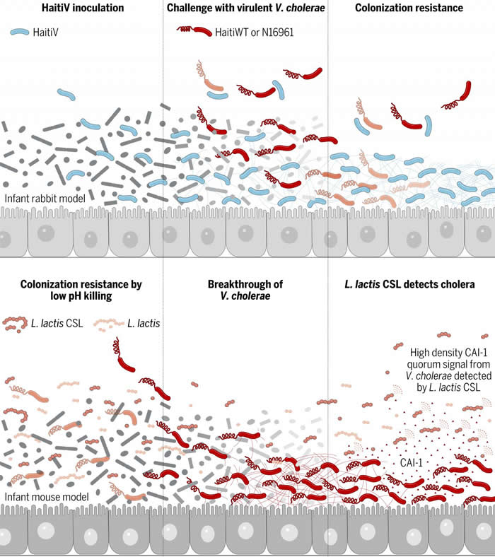 新型疫苗和益生菌可抵抗动物模型中的霍乱