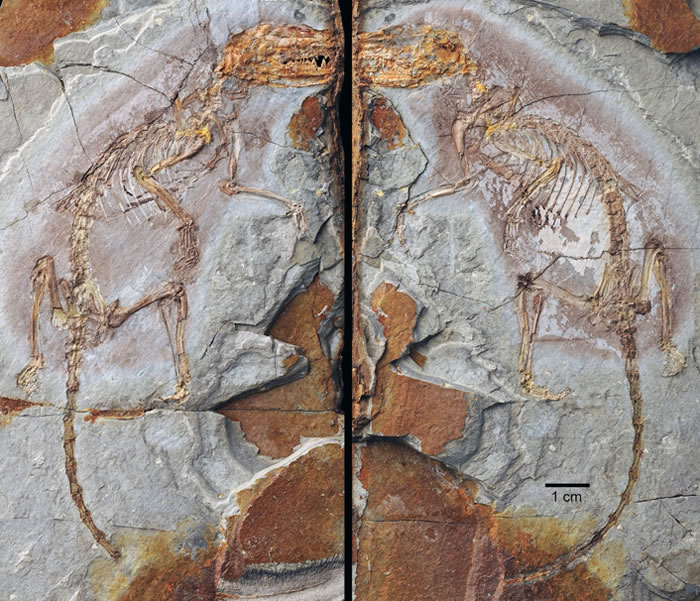 周氏混元兽 (Ambolestes zhoui, STM33-5)的正型标本