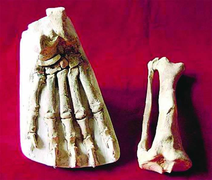 “北京人”肢骨