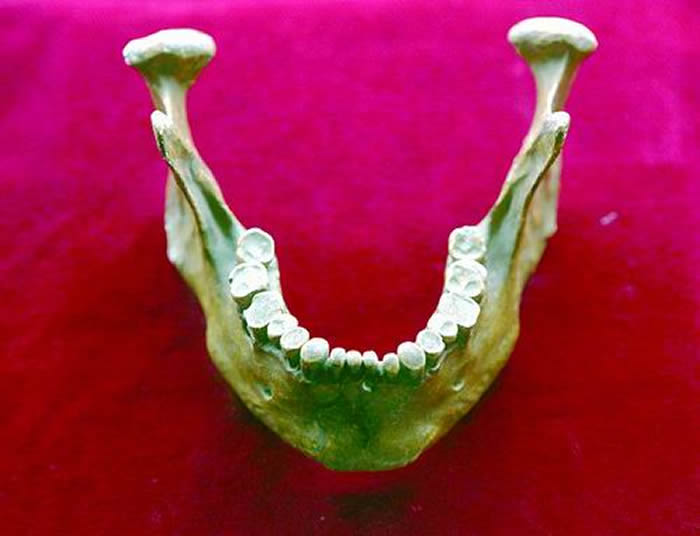 晚期智人下颌骨