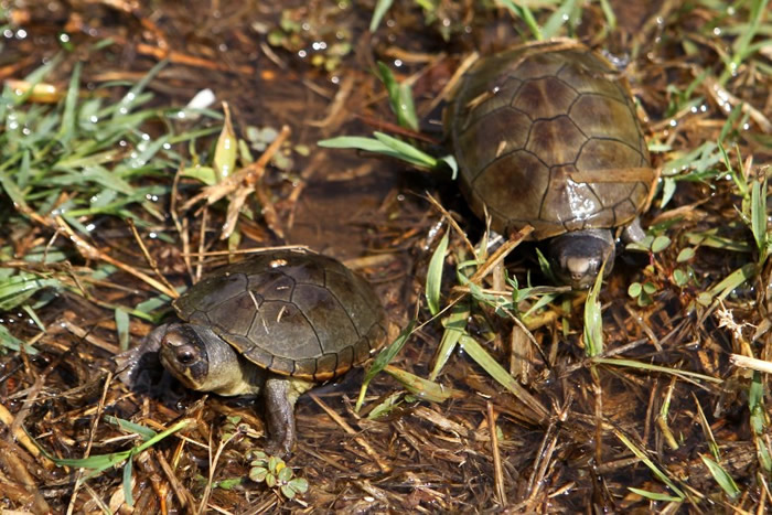 沃格特动胸龟为濒危物种。