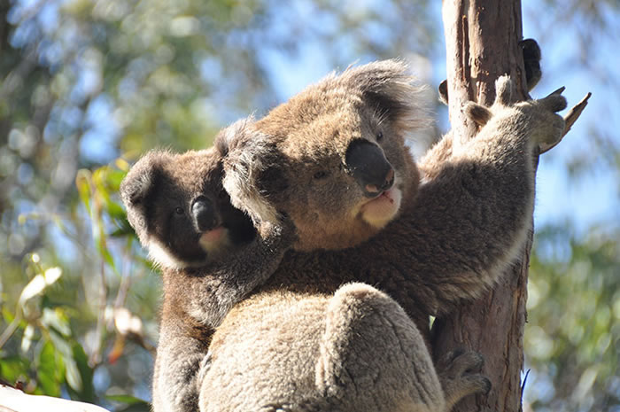 �������ֲ���������������β�ܾ���Σ��