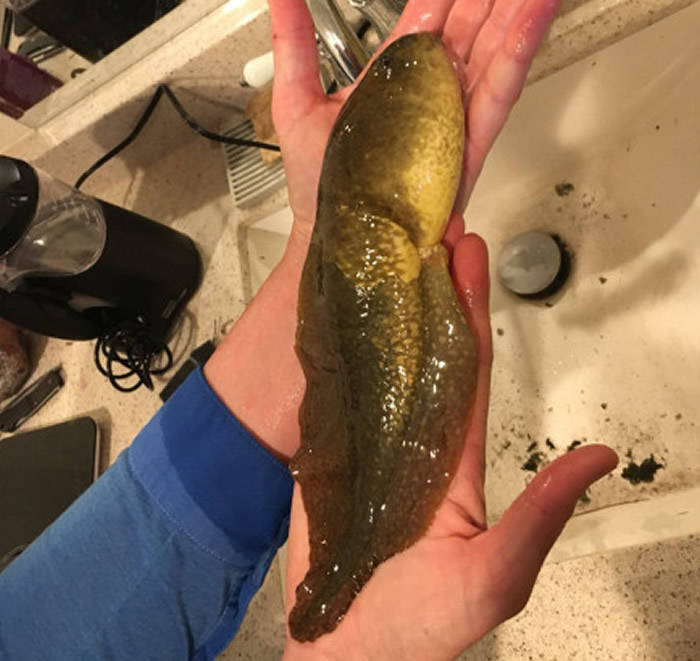 ��������ɣ�Ǵ�ѧ��ʿ�����о�ʱ����һֻ�㽶��С�ġ�������򽡱