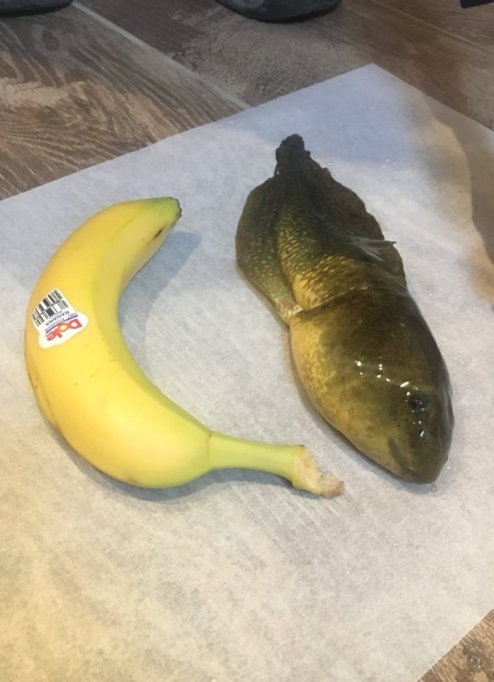 ��������ɣ�Ǵ�ѧ��ʿ�����о�ʱ����һֻ�㽶��С�ġ�������򽡱