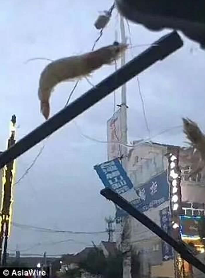 ɽʡൺϺͺǵȺɵġꡱ