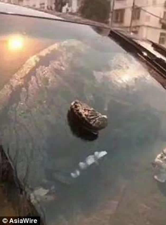 ɽʡൺϺͺǵȺɵġꡱ