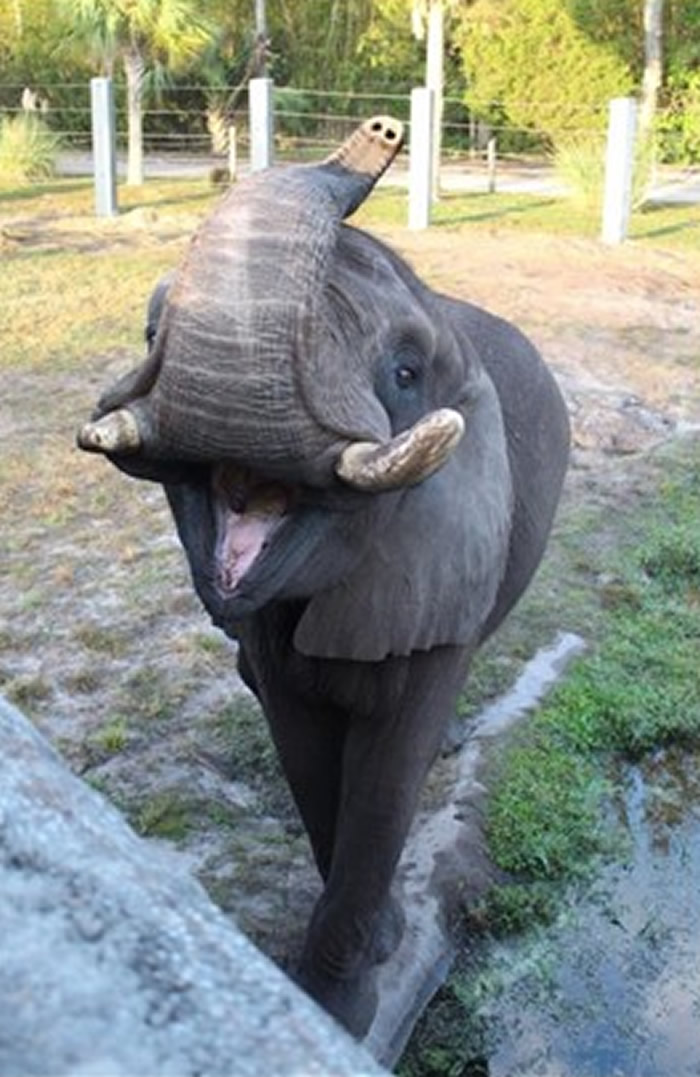 美国佛罗里达州动物园一头来自迈克尔·杰克逊“梦幻庄园”的大象逃走