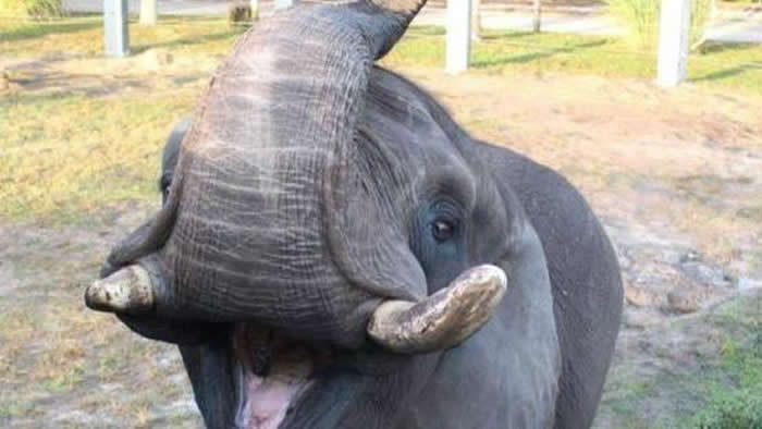 美国佛罗里达州动物园一头来自迈克尔·杰克逊“梦幻庄园”的大象逃走