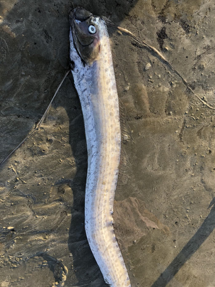 �ձ�������������ɹ�������������Ƭ 2�����汱������6.1��ǿ��