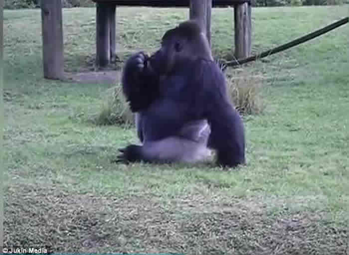 美国迈阿密动物园狡猾大猩猩手语教人不要喂食 背地里偷尝甜橙