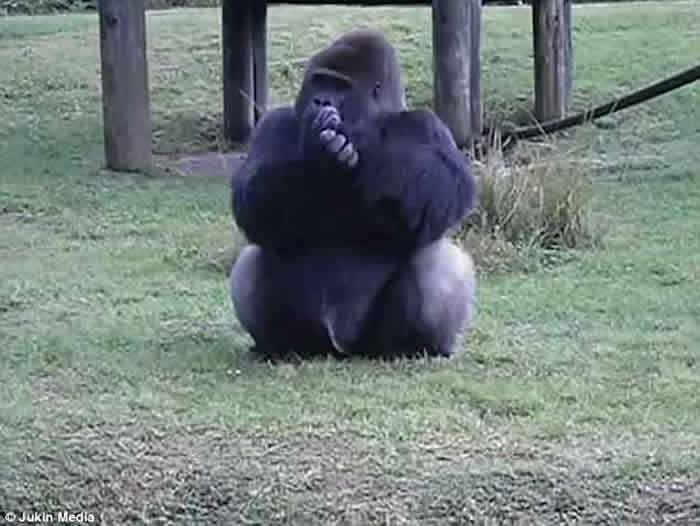 美国迈阿密动物园狡猾大猩猩手语教人不要喂食 背地里偷尝甜橙