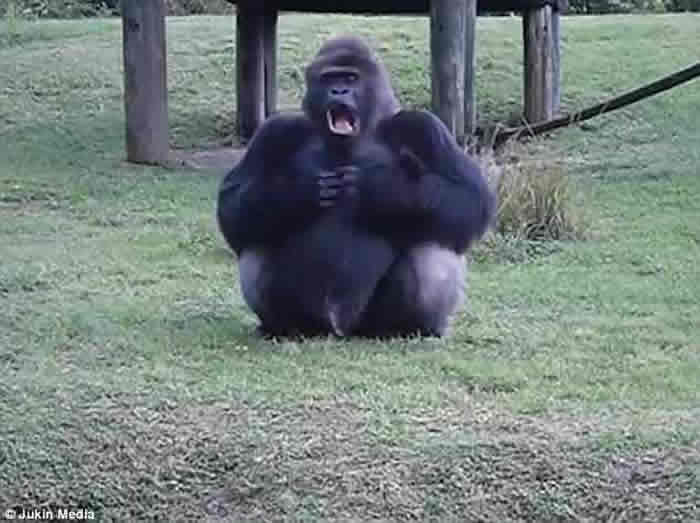 美国迈阿密动物园狡猾大猩猩手语教人不要喂食 背地里偷尝甜橙