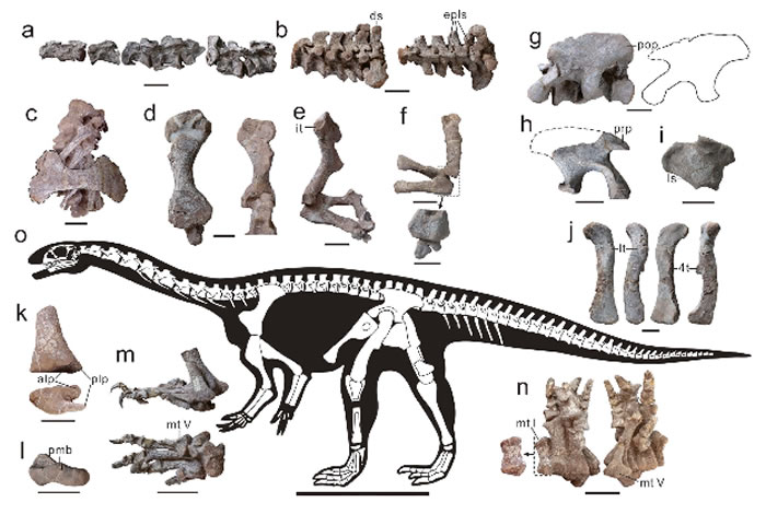 云南禄丰发现的一个基干蜥脚型类恐龙新属种——程氏星宿龙