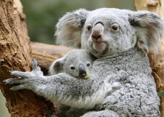 ���޿�ѧ�ҳɹ�͸����ֲ������������������