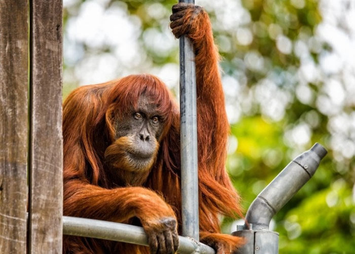 全球最老雌性苏门答腊猩猩普安(Puan)在澳洲珀斯动物园病逝 终年62岁