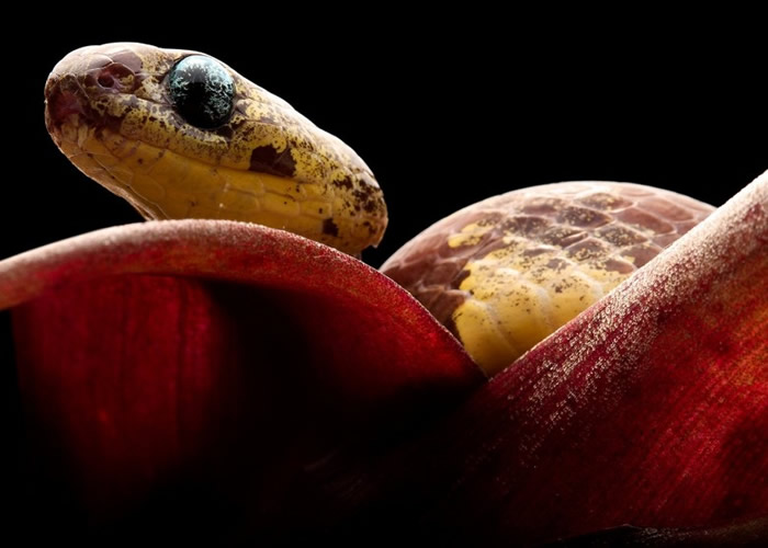 新发现的树栖蛇凭灵活的下颚及独特的牙齿,把蜗牛从坚硬的壳中挑出。