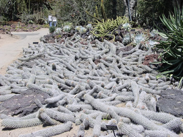 爬行的魔鬼:墨西哥罕见仙人掌“新绿柱属毛虫”能够复制自己穿越沙漠