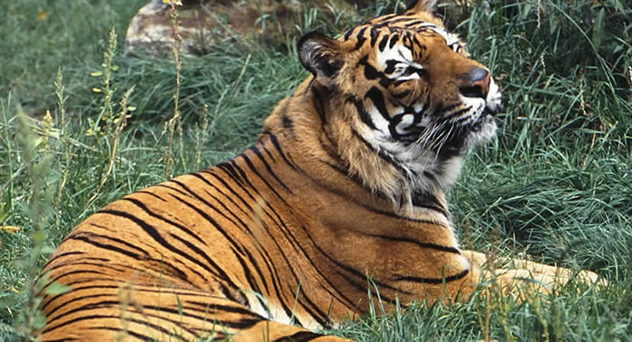 俄罗斯哈巴罗夫斯克边疆区阿穆尔虎数量25年来增加50%