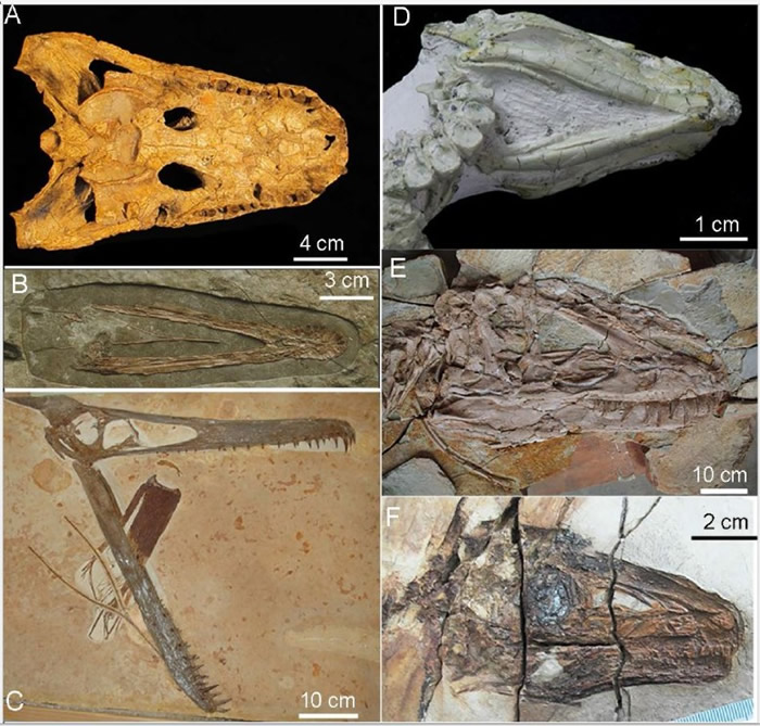 团队以在中国东北出土的暴龙化石,跟现代鸟类及爬虫类骨头对比研究。