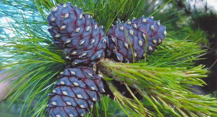 й̬ѧҸ˹˹ŵǶ˹˱߽оҶ