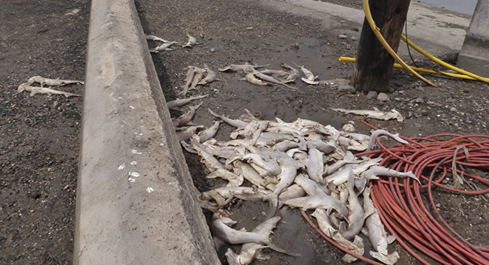 ����������Ⱥ�������ϰ�ֻ�����Ĵ�ͷ������